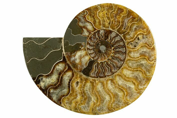 Cut & Polished Ammonite Fossil (Half) - Madagascar #317852